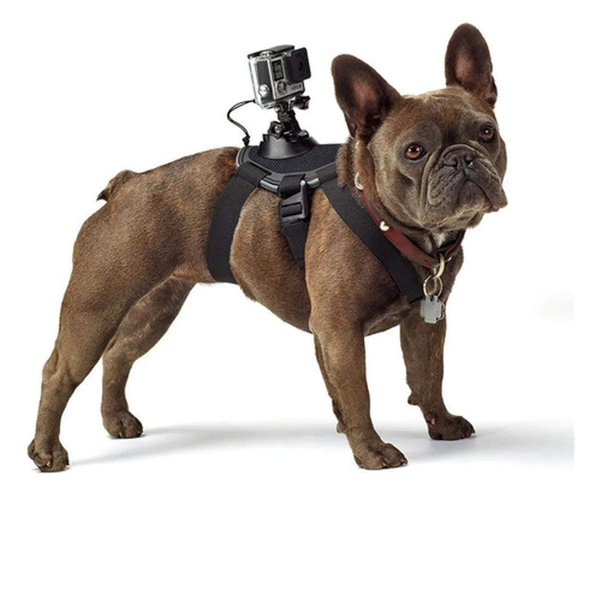 Fetch Suporte para Cachorro p/ GoPro e Câmeras de Ação